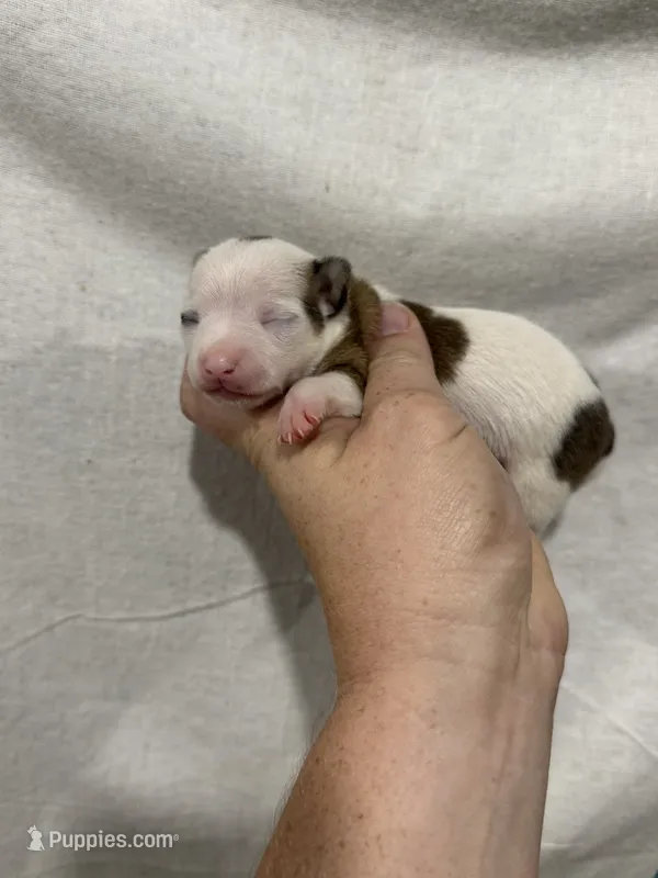 Girl Chihuahua Puppy – Chihuahua puppy for sale in Barnett, MO
