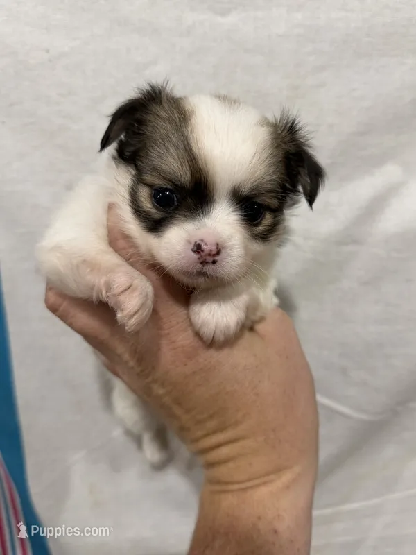 Female Chi Apple Head - Long Hair – Chihuahua puppy for sale in Barnett, MO
