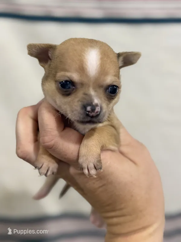 Female Chihuahua Baby Girl – Chihuahua puppy for sale in Barnett, MO