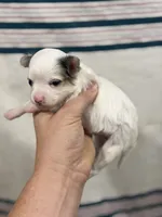 Long Hair Chihuahua Boy with Black Ears, a male Chihuahua for sale in Barnett, MO – 4 of 4