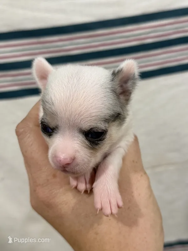 Chihuahua Female White Back – Chihuahua puppy for sale in Barnett, MO