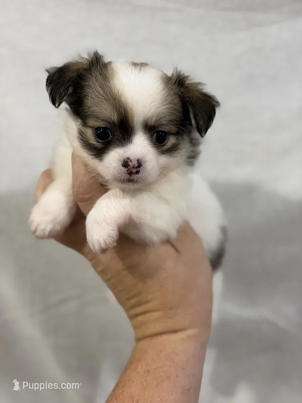 Female Chi Apple Head - Long Hair – Chihuahua puppy for sale in Barnett, MO