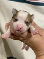 Apple-head Male Chihuahua with Pink Nose, a male Chihuahua for sale in Barnett, MO – 3 of 4