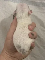 Chihuahua Female White Back, a female Chihuahua for sale in Barnett, MO – 3 of 3