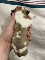 Apple-head Male Chihuahua with Pink Nose, a male Chihuahua for sale in Barnett, MO – 4 of 4