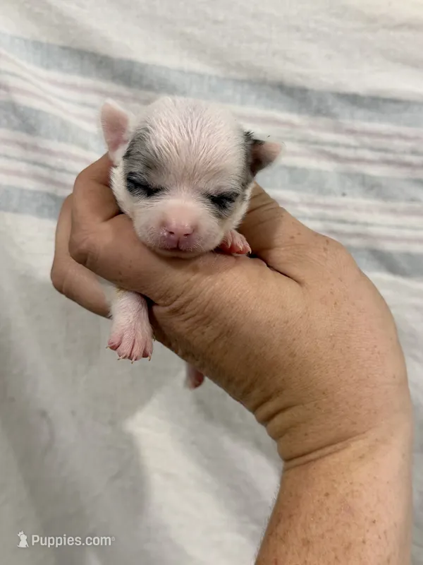 Chihuahua Female White Back – Chihuahua puppy for sale in Barnett, MO
