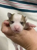 Apple-head Male Chihuahua with Pink Nose, a male Chihuahua for sale in Barnett, MO – 2 of 4