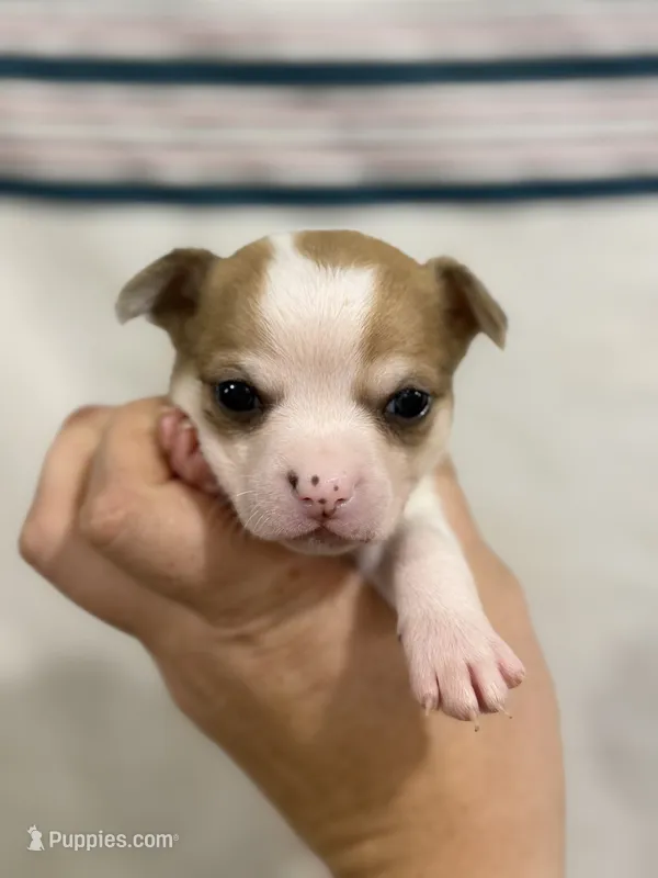 Apple-head Male Chihuahua with Pink Nose – Chihuahua puppy for sale in Barnett, MO