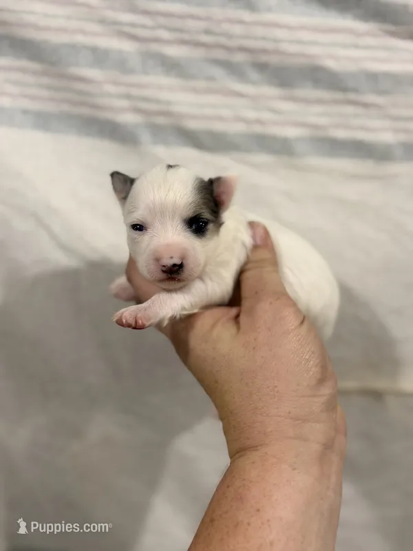 Chihuahua Girl Black Spot – Chihuahua puppy for sale in Barnett, MO