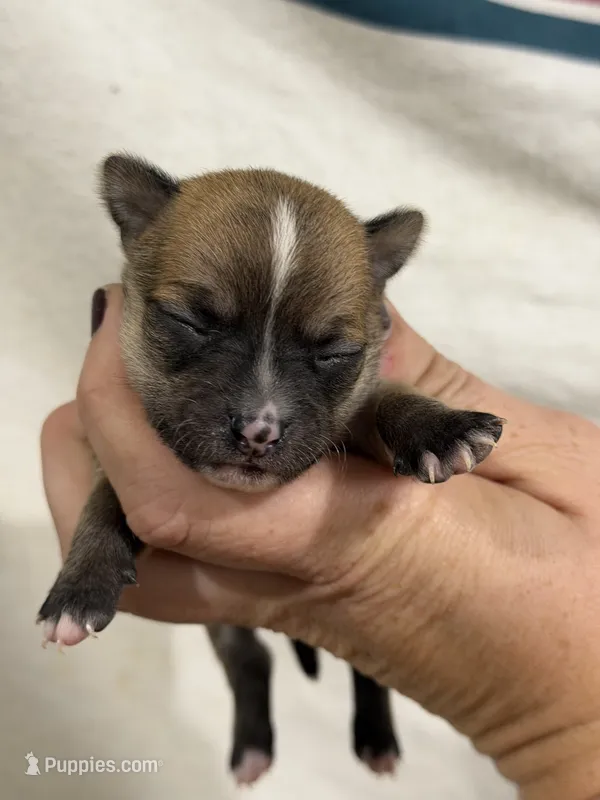 Male Chihuahua with Stripe – Chihuahua puppy for sale in Barnett, MO