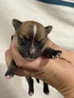 Male Chihuahua with Stripe, a male Chihuahua for sale in Barnett, MO – 1 of 3