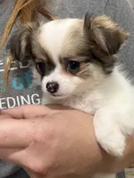 Female Chi Apple Head - Long Hair, a female Chihuahua for sale in Barnett, MO – 2 of 5