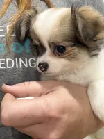 Female Chi Apple Head - Long Hair, a female Chihuahua for sale in Barnett, MO – 5 of 5