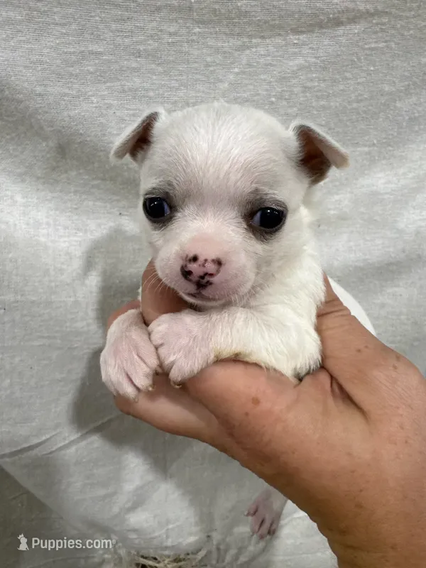 White Female Chi Puppy – Chihuahua puppy for sale in Barnett, MO