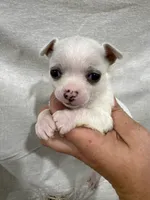 White Female Chi Puppy, a female Chihuahua for sale in Barnett, MO – 1 of 5