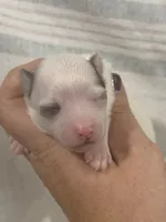 Chihuahua Boy with Black Ears, a male Chihuahua for sale in Barnett, MO – 3 of 3