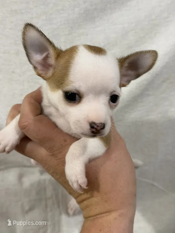 Girl Chihuahua Puppy – Chihuahua puppy for sale in Barnett, MO