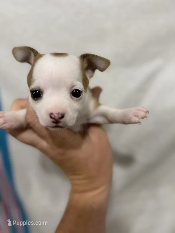Girl Chihuahua Puppy – Chihuahua puppy for sale in Barnett, MO