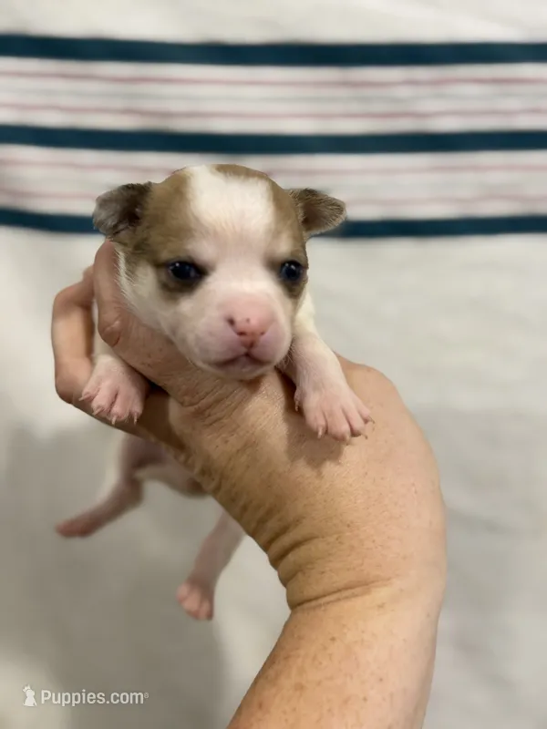 Apple-head Male Chihuahua with Pink Nose – Chihuahua puppy for sale in Barnett, MO