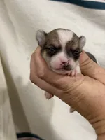 Male Chihuahua with Spot Coat, a male Chihuahua for sale in Barnett, MO – 3 of 4
