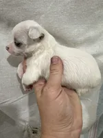 White Female Chi Puppy, a female Chihuahua for sale in Barnett, MO – 4 of 5
