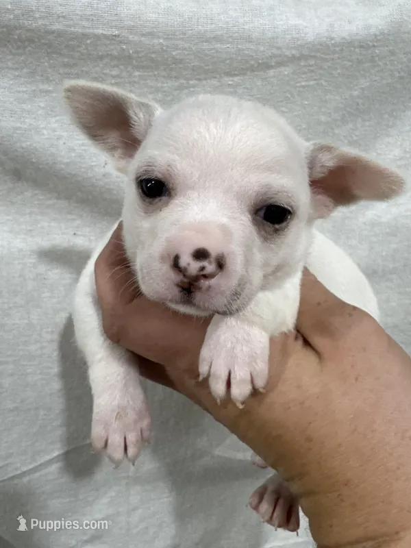 White Male Chi Puppy – Chihuahua puppy for sale in Barnett, MO
