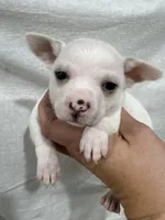 White Male Chi Puppy, a male Chihuahua for sale in Barnett, MO – 1 of 3