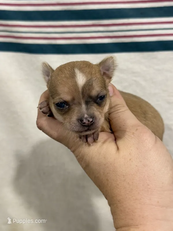 Female Apple-head Chihuahua  Spot  – Chihuahua puppy for sale in Barnett, MO