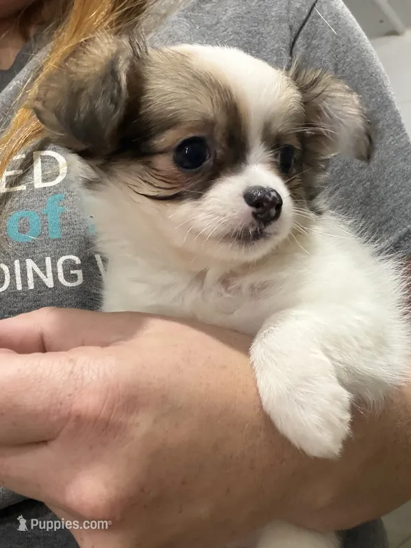 Female Chi Apple Head - Long Hair – Chihuahua puppy for sale in Barnett, MO