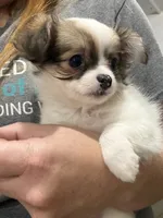 Female Chi Apple Head - Long Hair, a female Chihuahua for sale in Barnett, MO – 1 of 5