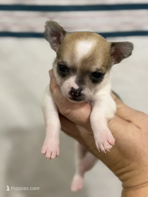 Male Chihuahua with Spot Coat – Chihuahua puppy for sale in Barnett, MO