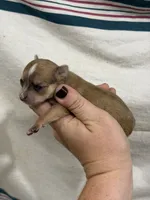 Female Apple-head Chihuahua  Spot , a female Chihuahua for sale in Barnett, MO – 3 of 5