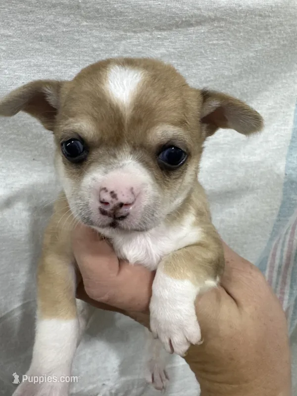 Chihuahua Female Red Merle – Chihuahua puppy for sale in Barnett, MO