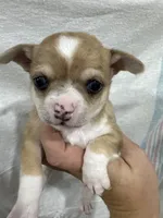 Chihuahua Female Red Merle, a female Chihuahua for sale in Barnett, MO – 2 of 4