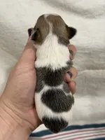 Male Chihuahua with Spot Coat, a male Chihuahua for sale in Barnett, MO – 2 of 4