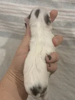 Chihuahua Girl Black Spot, a female Chihuahua for sale in Barnett, MO – 3 of 3