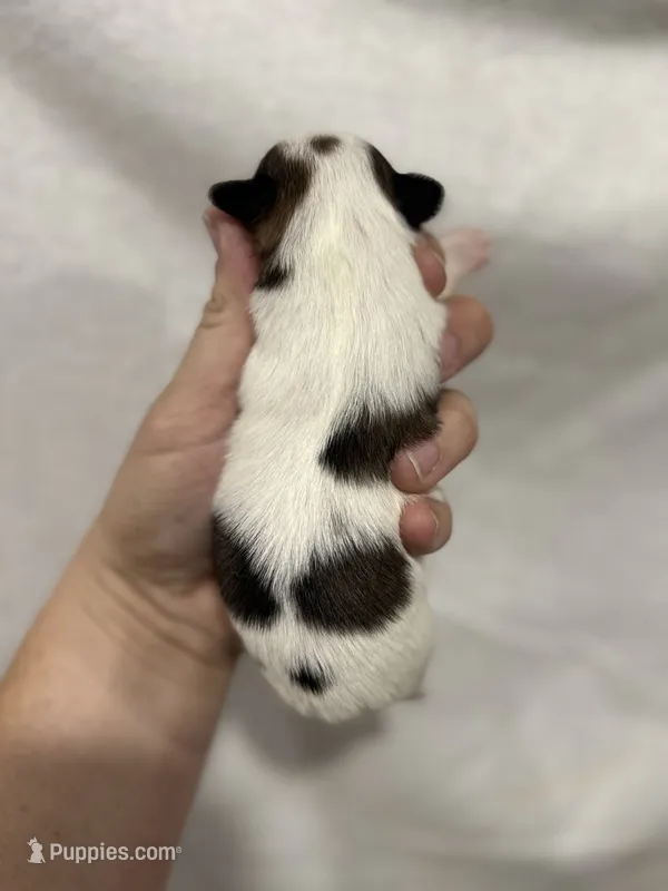 Female Chi Apple Head – Chihuahua puppy for sale in Barnett, MO