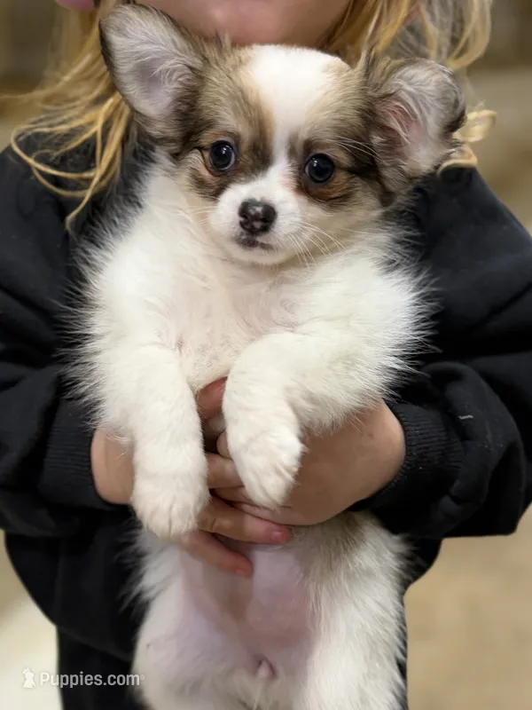 Female Chi Apple Head - Long Hair – Chihuahua puppy for sale in Barnett, MO
