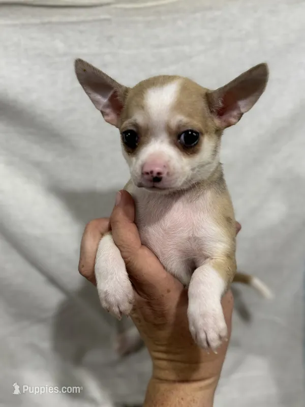 Chihuahua Male Red Merle Color – Chihuahua puppy for sale in Barnett, MO