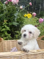Little Red, a female Maltipoo for sale in Manchester Center, VT – 8 of 10