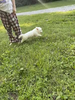Purple , a female Maltipoo for sale in Manchester Center, VT – 5 of 7