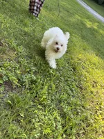 Pink, a male Maltipoo for sale in Manchester Center, VT – 4 of 8