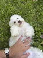 Purple , a female Maltipoo for sale in Manchester Center, VT – 1 of 7