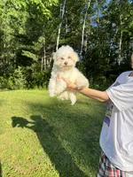 Pink, a male Maltipoo for sale in Manchester Center, VT – 5 of 8