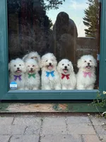Big Blue, a female Maltipoo for sale in Manchester Center, VT – 2 of 7