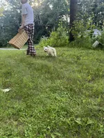 Green, a female Maltipoo for sale in Manchester Center, VT – 4 of 5