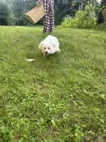 Green, a female Maltipoo for sale in Manchester Center, VT – 5 of 5