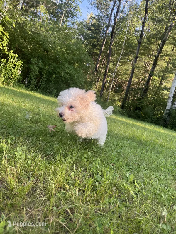 Big Blue – Maltipoo puppy for sale in Manchester Center, VT