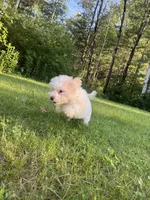 Big Blue, a female Maltipoo for sale in Manchester Center, VT – 1 of 7