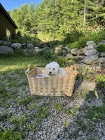 Purple , a female Maltipoo for sale in Manchester Center, VT – 3 of 7